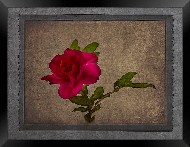  Red Rose Framed Print by Robert Murray