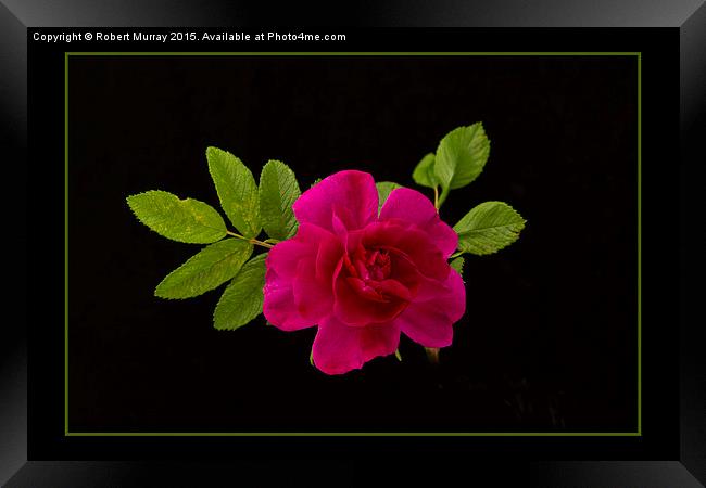  Red Rose on Black Framed Print by Robert Murray