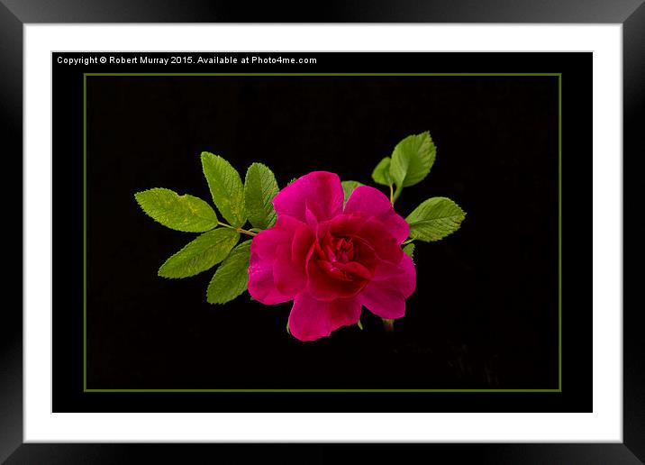  Red Rose on Black Framed Mounted Print by Robert Murray