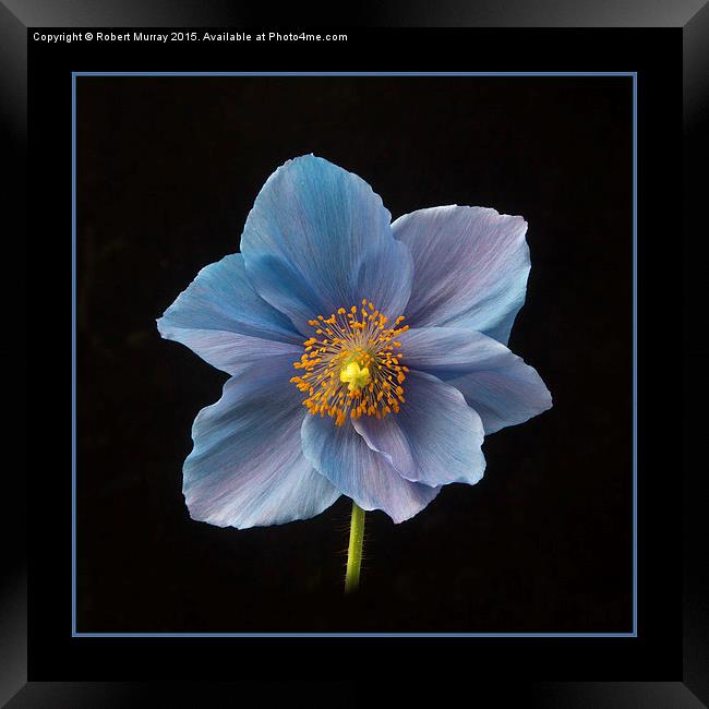 Himalayan Blue Poppy Framed Print by Robert Murray