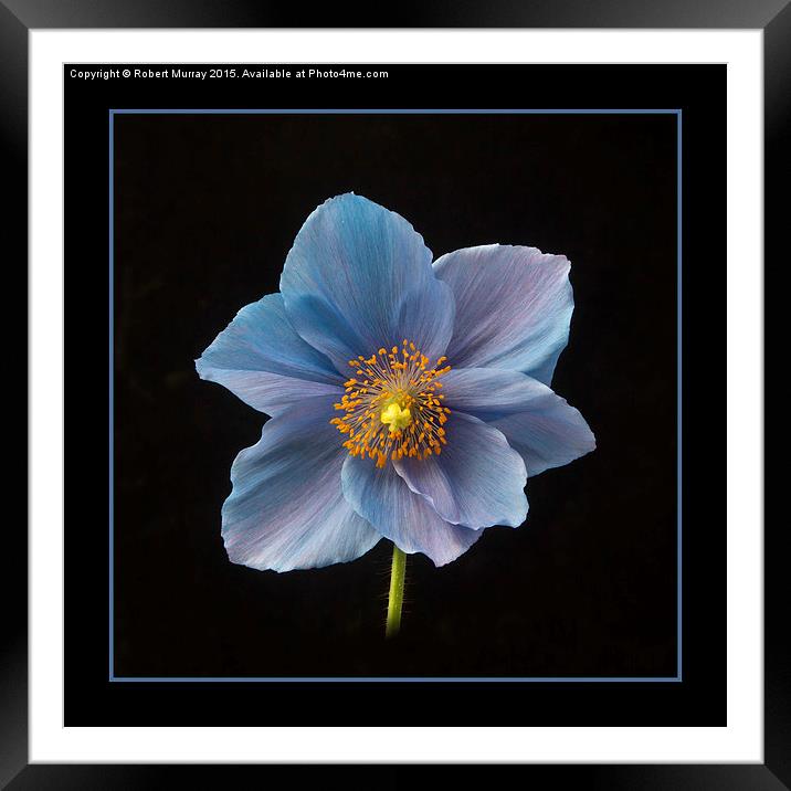 Himalayan Blue Poppy Framed Mounted Print by Robert Murray