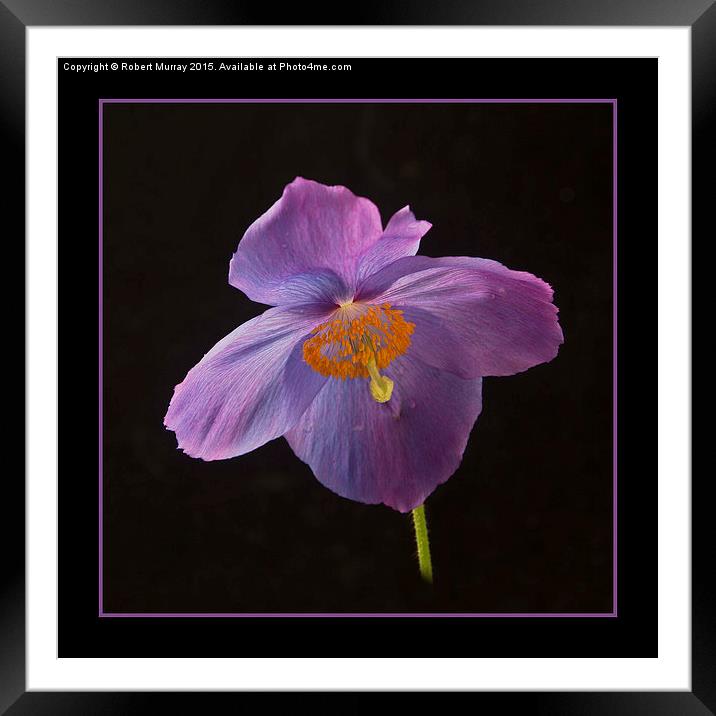 Himalayan Poppy Mrs Jebb Framed Mounted Print by Robert Murray