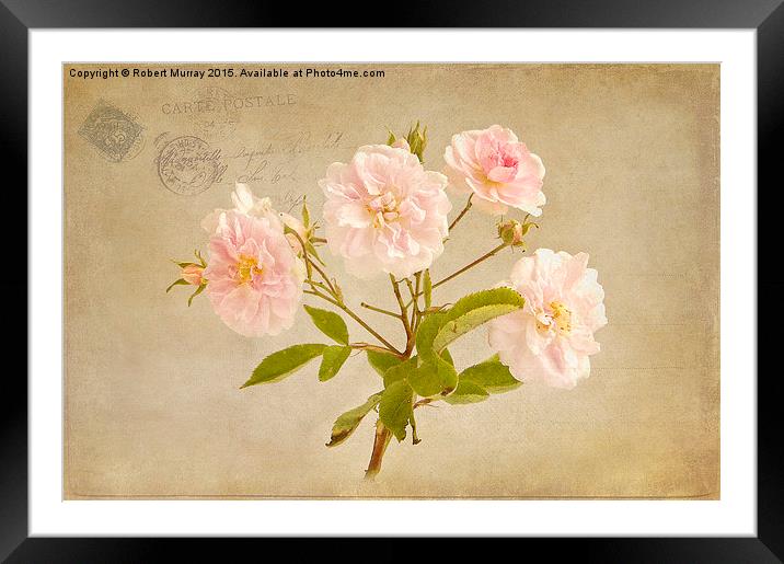  Musk Rose from Paris Framed Mounted Print by Robert Murray