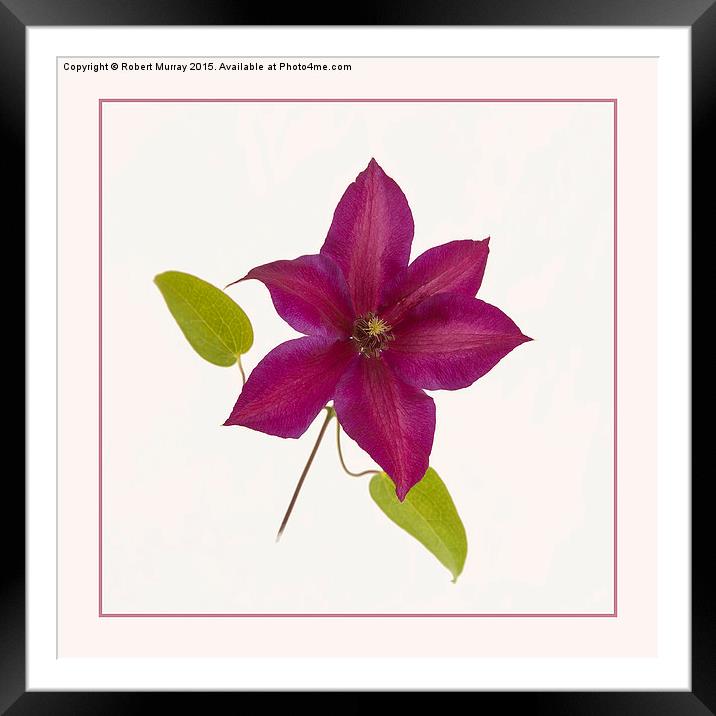  Clematis  Framed Mounted Print by Robert Murray