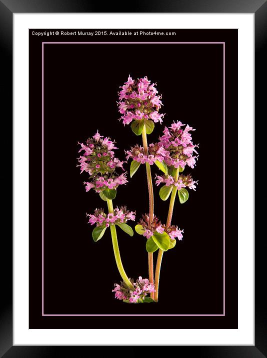  A Thyme of Beauty Framed Mounted Print by Robert Murray