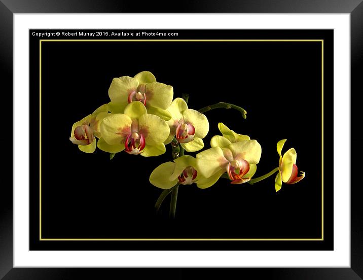 Moth Orchid  Framed Mounted Print by Robert Murray