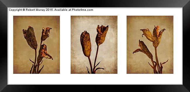  Seedpod Triptych Framed Print by Robert Murray