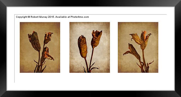  Seedpod Triptych Framed Mounted Print by Robert Murray