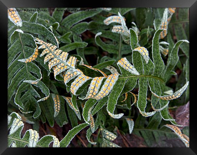  Frosted Fern Framed Print by Robert Murray