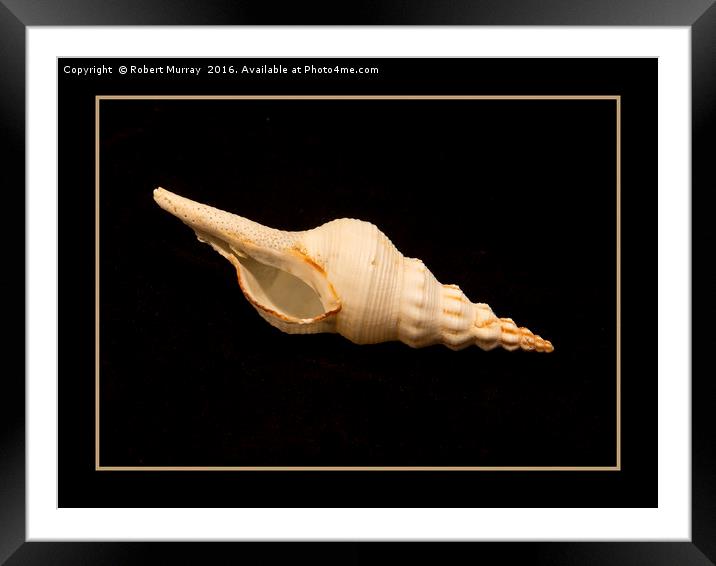 Conch 3 Framed Mounted Print by Robert Murray