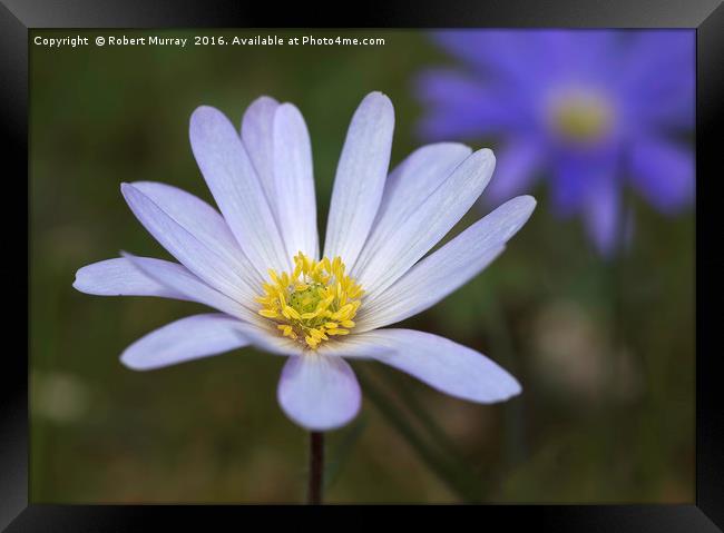 Anemone blanda Framed Print by Robert Murray