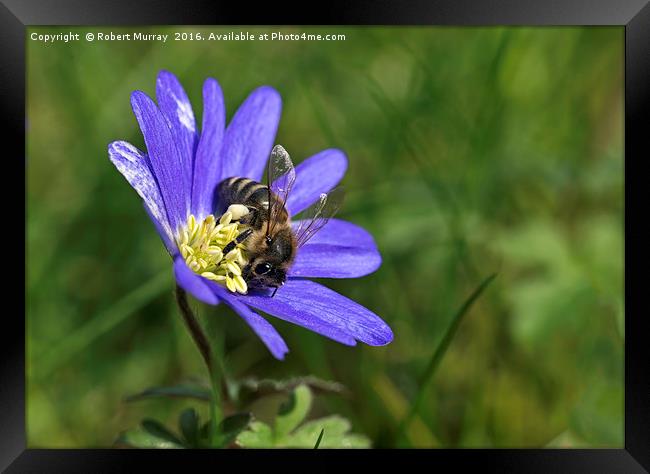 Collecting the Pollen Framed Print by Robert Murray