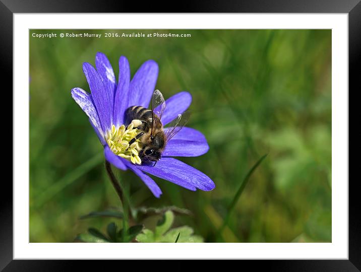 Collecting the Pollen Framed Mounted Print by Robert Murray