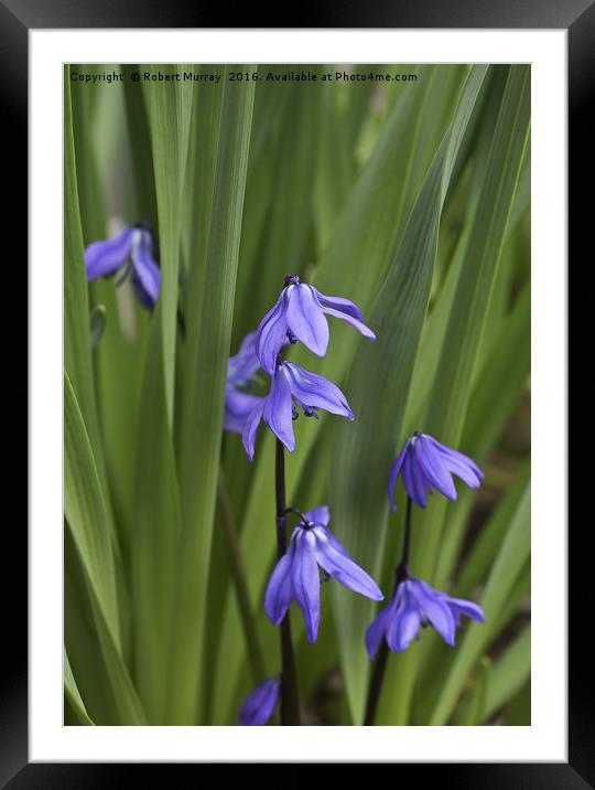 Scilla sibirica Framed Mounted Print by Robert Murray