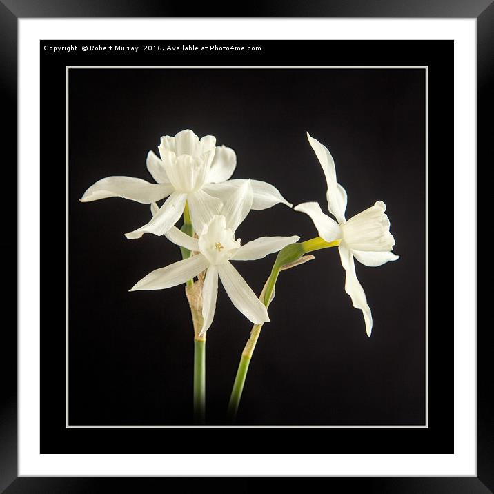 White Narcissus Framed Mounted Print by Robert Murray