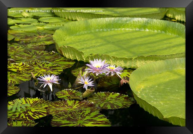 Waterlilies Framed Print by Robert Murray