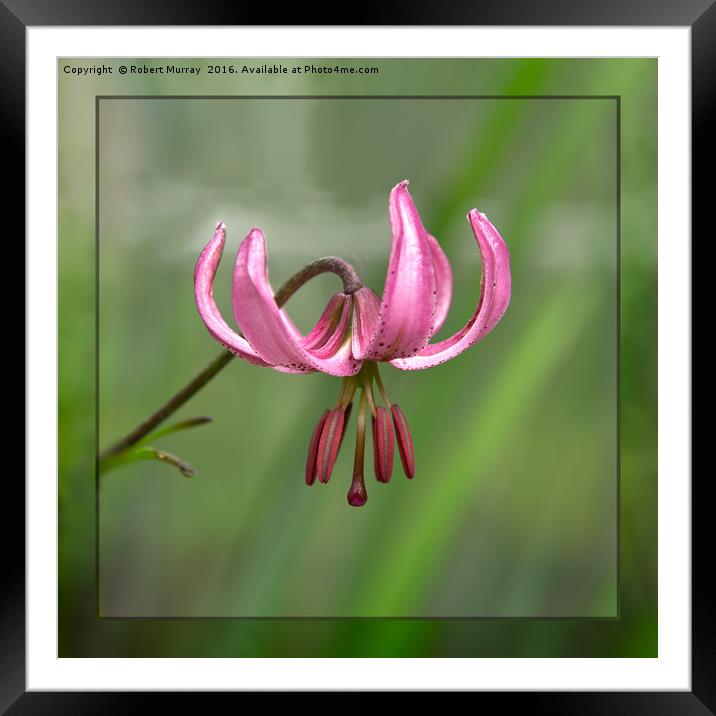 Martagon Lily Framed Mounted Print by Robert Murray