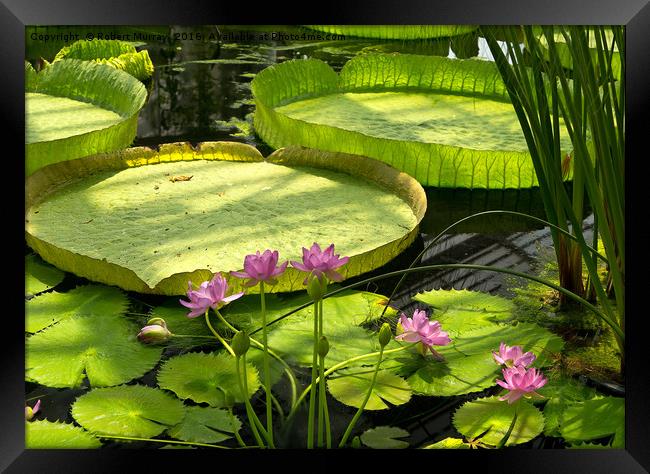 Waterlilies 2 Framed Print by Robert Murray