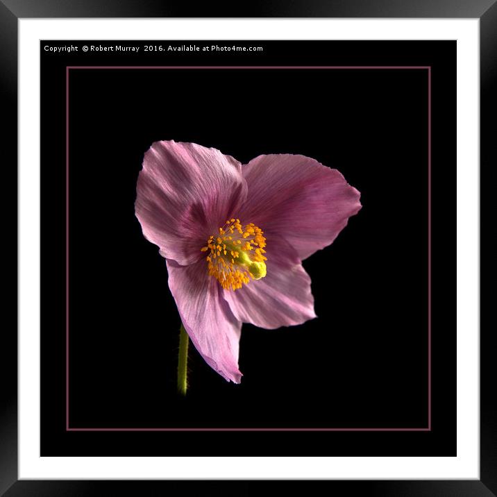 Meconopsis grandis Framed Mounted Print by Robert Murray