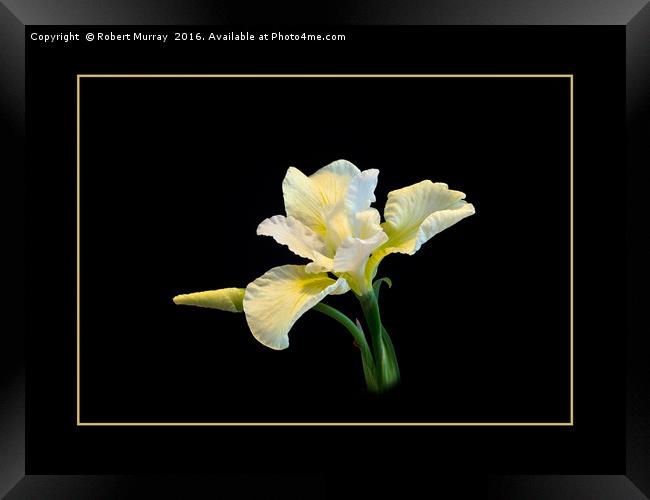 Iris sibirica Framed Print by Robert Murray