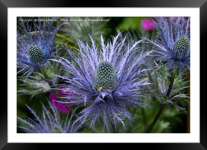 Sea Holly Framed Mounted Print by Robert Murray