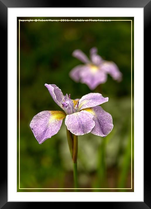 Siberian Iris Framed Mounted Print by Robert Murray