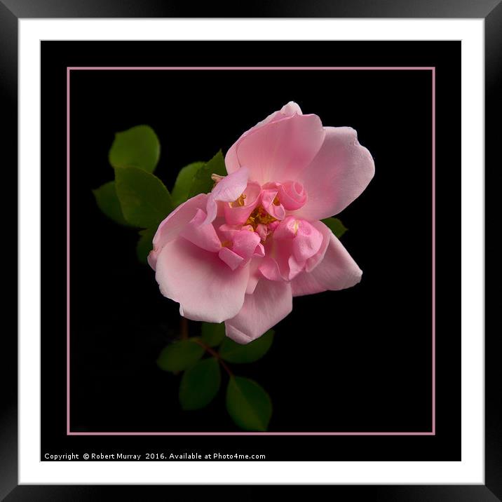 Blousy Rose Framed Mounted Print by Robert Murray