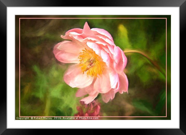 Paeony Framed Mounted Print by Robert Murray