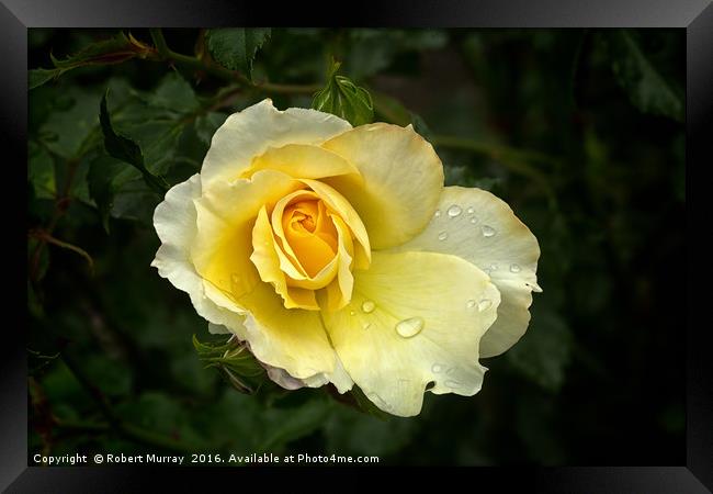 Yellow Rose Framed Print by Robert Murray