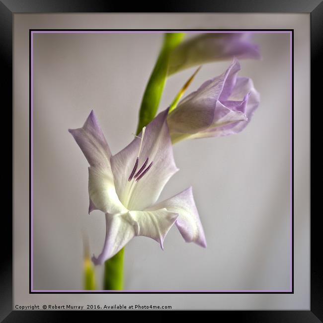 Gladiolus Framed Print by Robert Murray