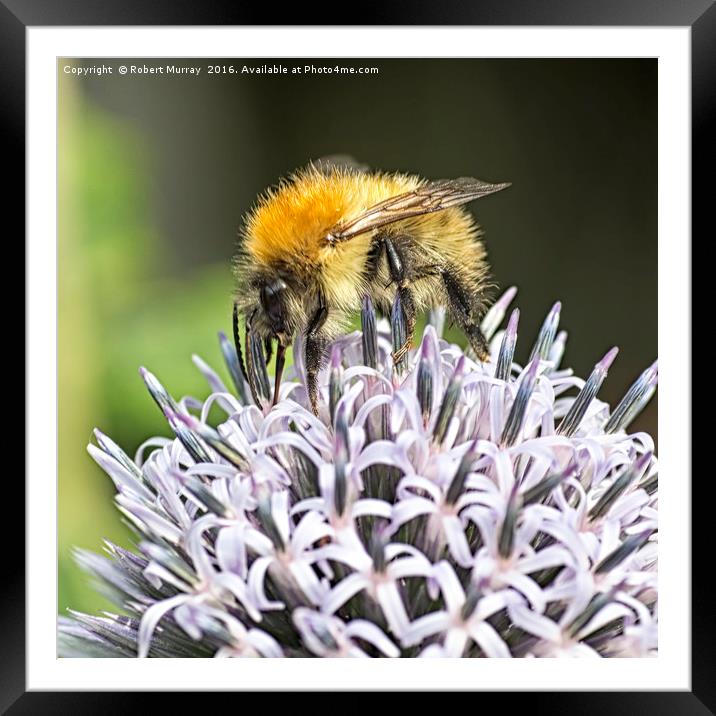 Bumble Bee Framed Mounted Print by Robert Murray