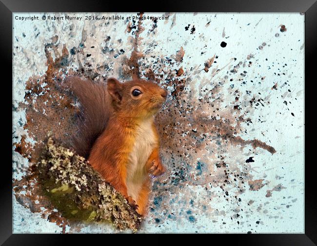 Red Squirrel in Danger Framed Print by Robert Murray