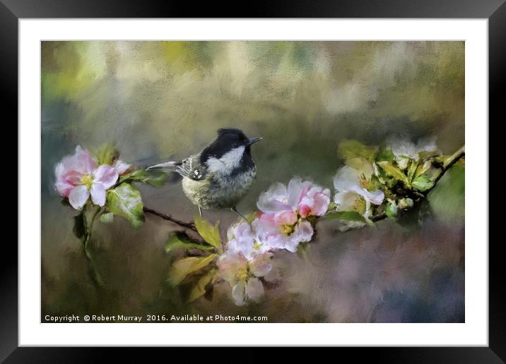 Coal Tit on Apple Blossom Framed Mounted Print by Robert Murray