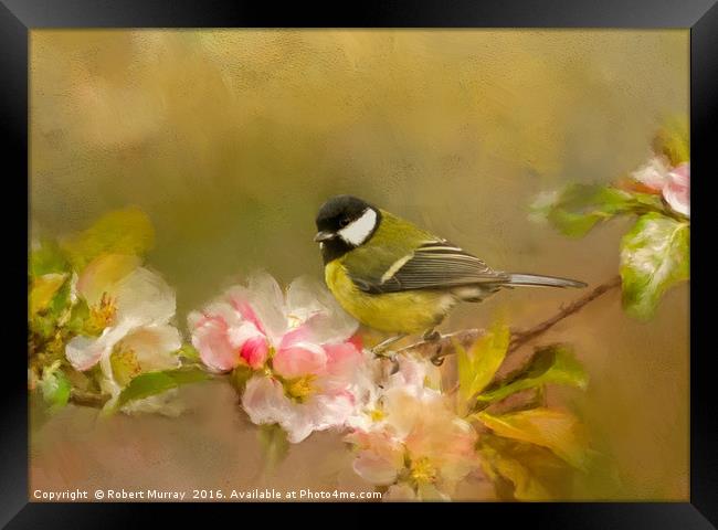 Great Tit Framed Print by Robert Murray