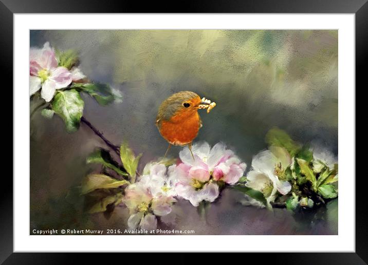 Robin Gathering Food Framed Mounted Print by Robert Murray