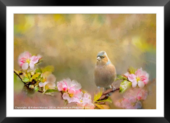 Chaffinch Framed Mounted Print by Robert Murray