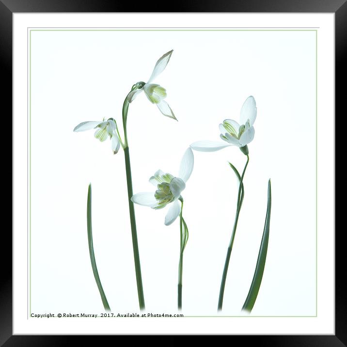 Snowdrops Framed Mounted Print by Robert Murray