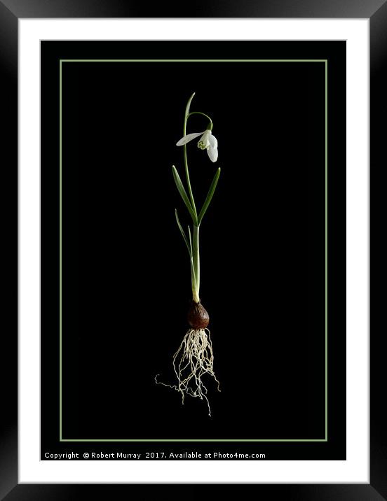 Botanical Snowdrop Framed Mounted Print by Robert Murray