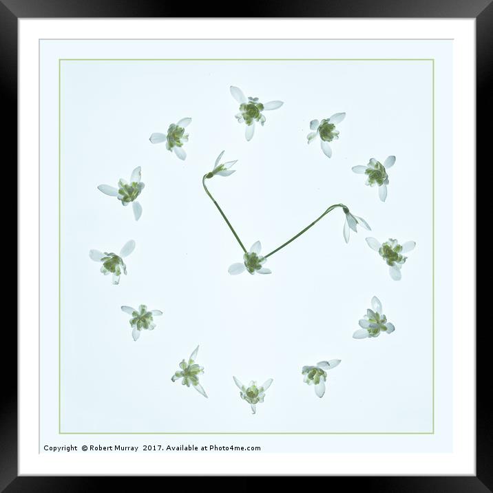 Snowdrop Time Framed Mounted Print by Robert Murray