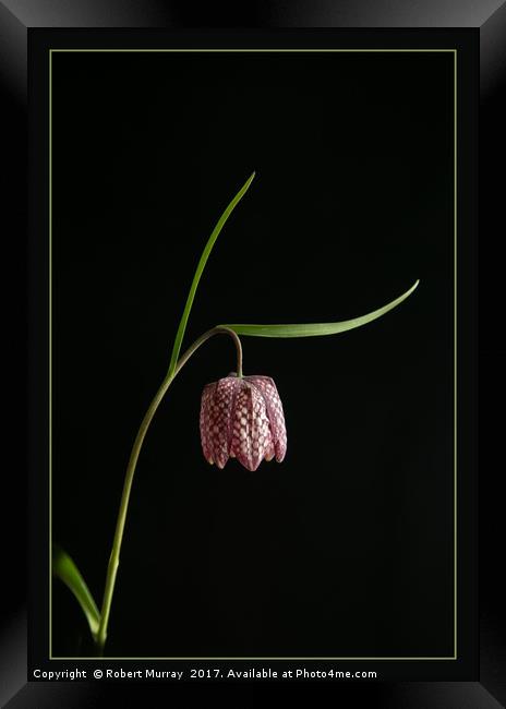 Snake's Head Fritillary Framed Print by Robert Murray