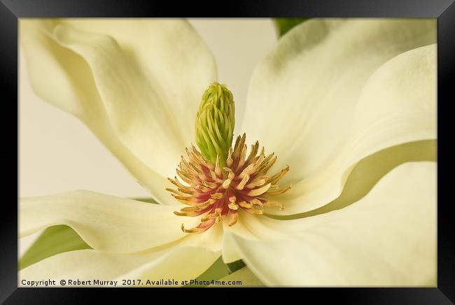 Magnolia Macro 2 Framed Print by Robert Murray