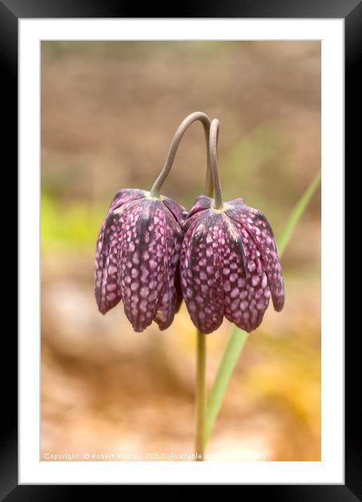 Fritillary Twins Framed Mounted Print by Robert Murray