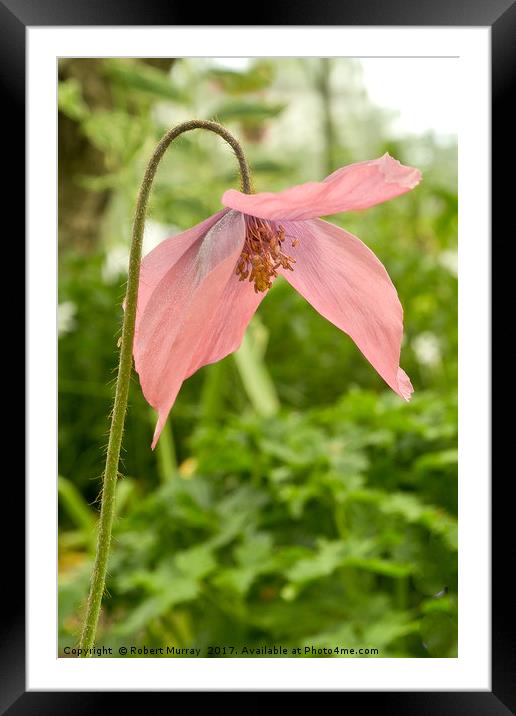 Meconopsis x cookei Framed Mounted Print by Robert Murray