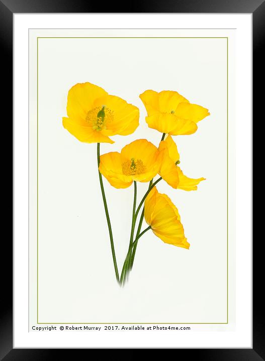 Welsh Poppies Framed Mounted Print by Robert Murray