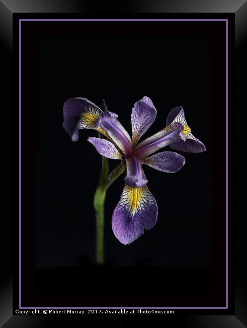Iris laevigata Framed Print by Robert Murray
