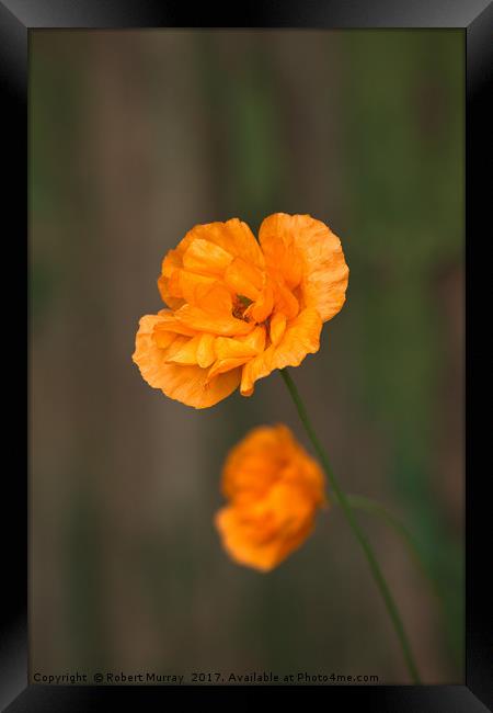  Double Poppy Framed Print by Robert Murray