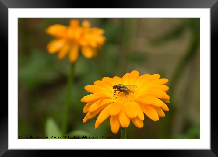 Fly Marigold Framed Mounted Print by Robert Murray