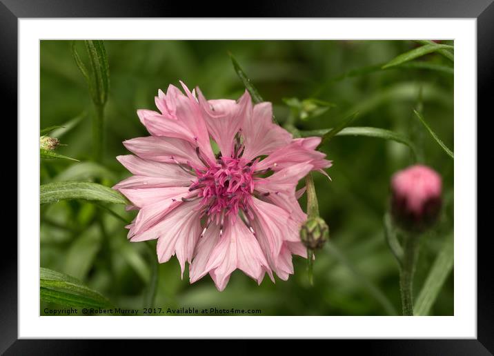 Cornflower Framed Mounted Print by Robert Murray