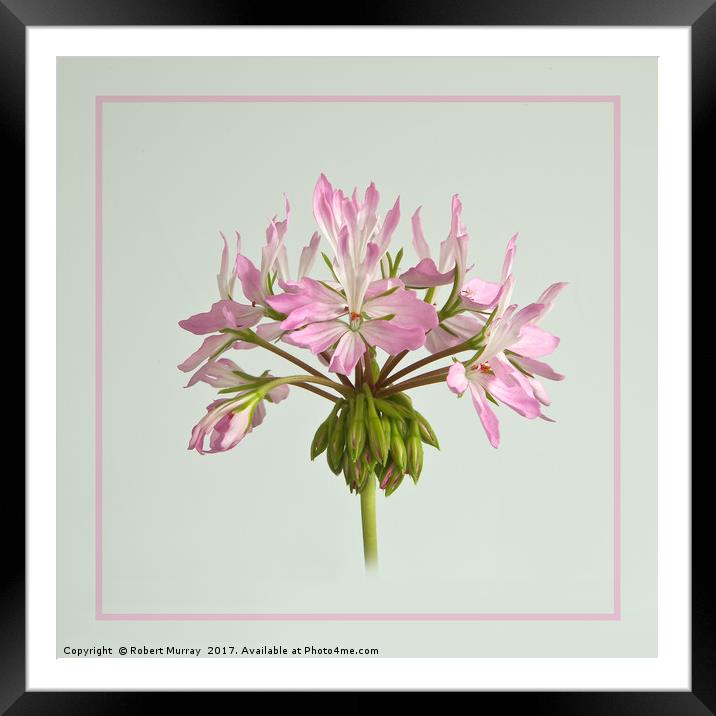 Pelargonium "Bird Dancer" Framed Mounted Print by Robert Murray