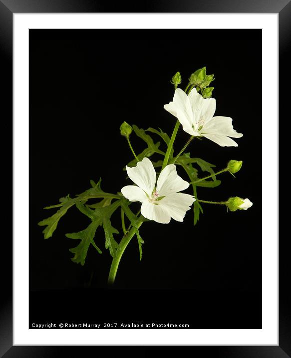White Mallow  on Black 2 Framed Mounted Print by Robert Murray